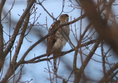 Cooper's Hawk