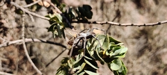 Palystes superciliosus