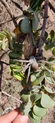 Palystes superciliosus