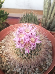 Echinofossulocactus ochoterenaus