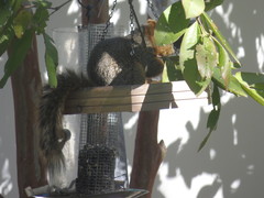 Sciurus niger