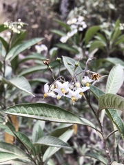 Solanum aligerum