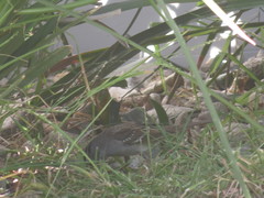 Zonotrichia leucophrys