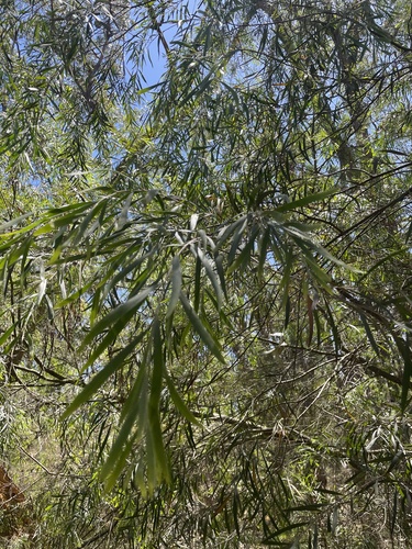 Weeping Acacia (Acacia floribunda)