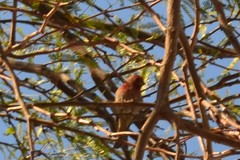 Haemorhous mexicanus