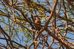 Haemorhous mexicanus