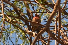 Haemorhous mexicanus