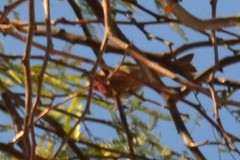Haemorhous mexicanus