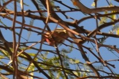 Haemorhous mexicanus