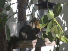 Sciurus niger