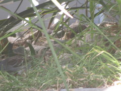 Zonotrichia leucophrys