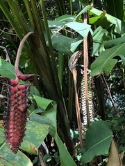 Heliconia mariae