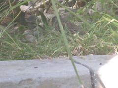 Zonotrichia leucophrys