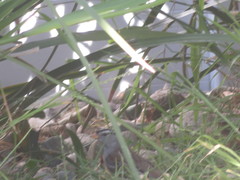 Zonotrichia leucophrys