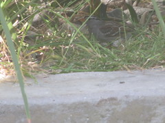 Zonotrichia leucophrys