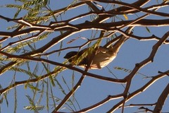 Passer domesticus