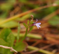 Lobelia anceps