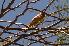 Passer domesticus