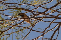 Passer domesticus