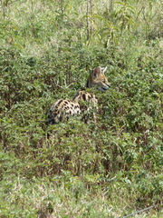 Leptailurus serval lipostictus