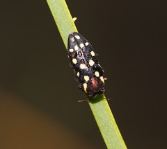 Diphucrania duodecimmaculata