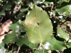 Stigmella braunella