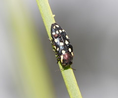 Diphucrania duodecimmaculata