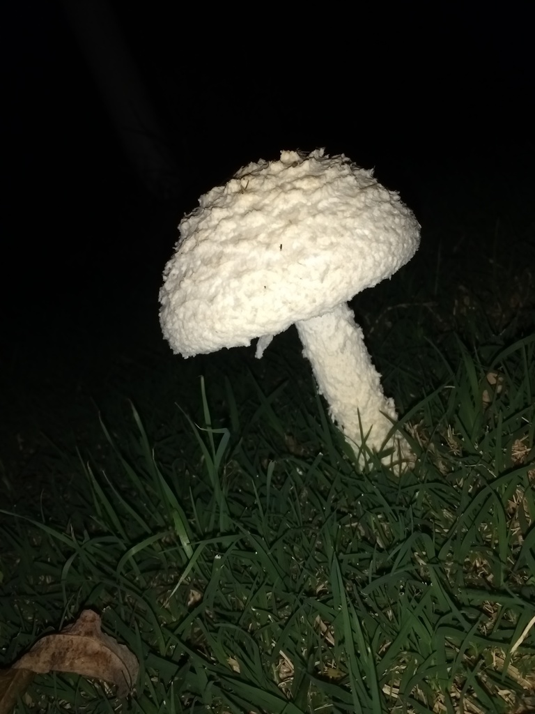 Amanita foetens · April 2018 · photo: © seba_fornes (iNaturalist, cc-by)