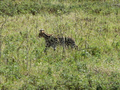 Leptailurus serval lipostictus