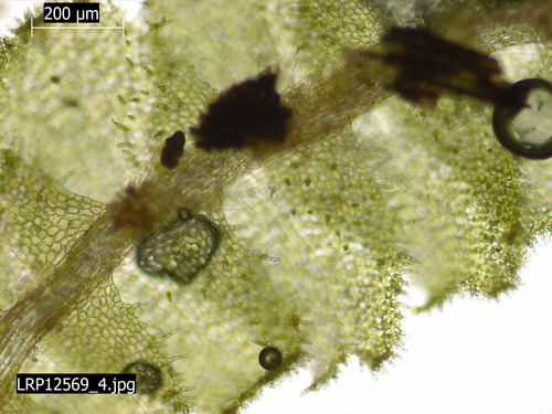 Lophocolea muricata