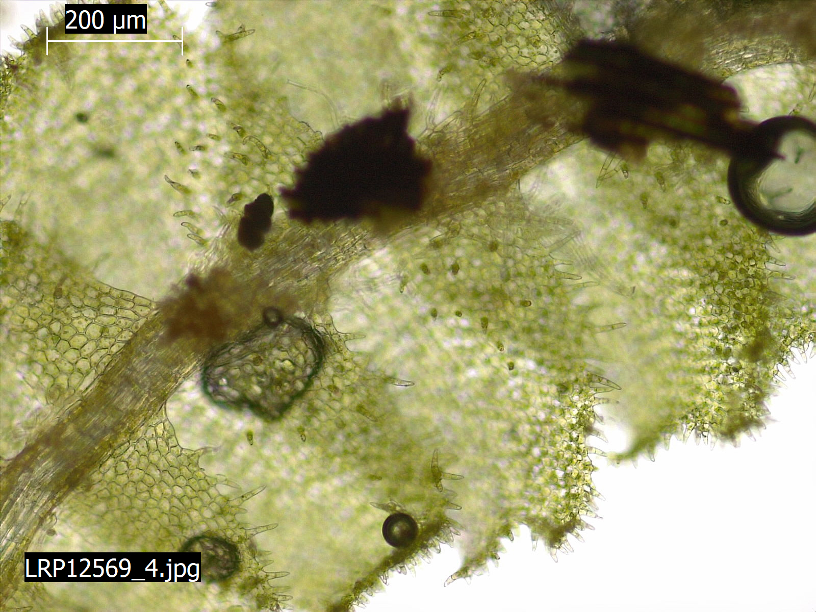 Lophocolea muricata