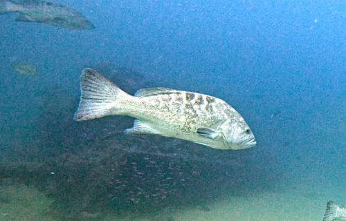 Golden grouper (Mycteroperca rosacea) — Serranidae