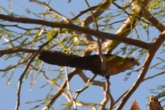 Quiscalus mexicanus