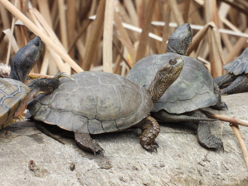 Southwestern Pond Turtle