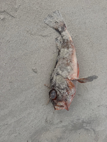 Cobbler perch (Neosebastes scorpaenoides) — Neosebastidae