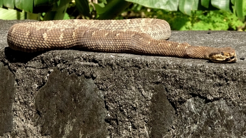 Photo of a Saint Lucia Viper (Bothrops caribbaeus)