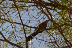 Quiscalus mexicanus