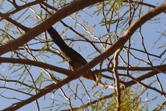 Quiscalus mexicanus