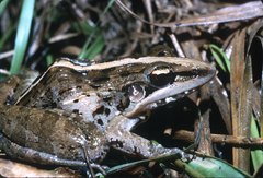 Perret's Grassland Frog photo 2