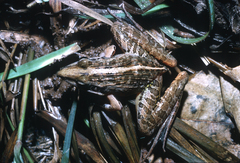 Perret's Grassland Frog photo 3