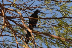 Quiscalus mexicanus
