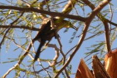 Quiscalus mexicanus