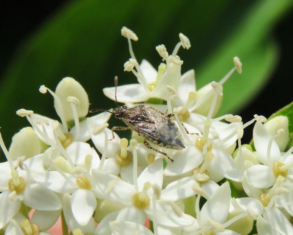 Arhyssus nigristernum