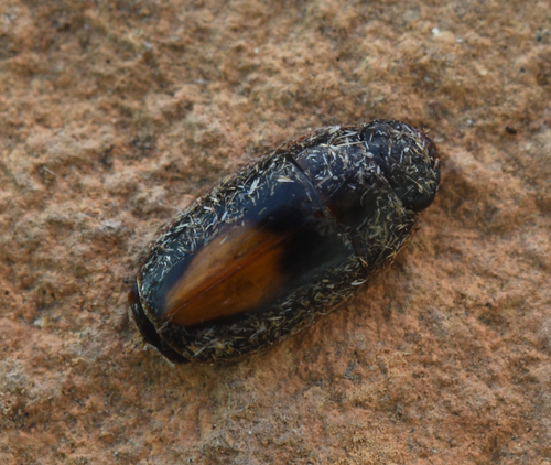 Sphallomorpha observed 2026-02-16