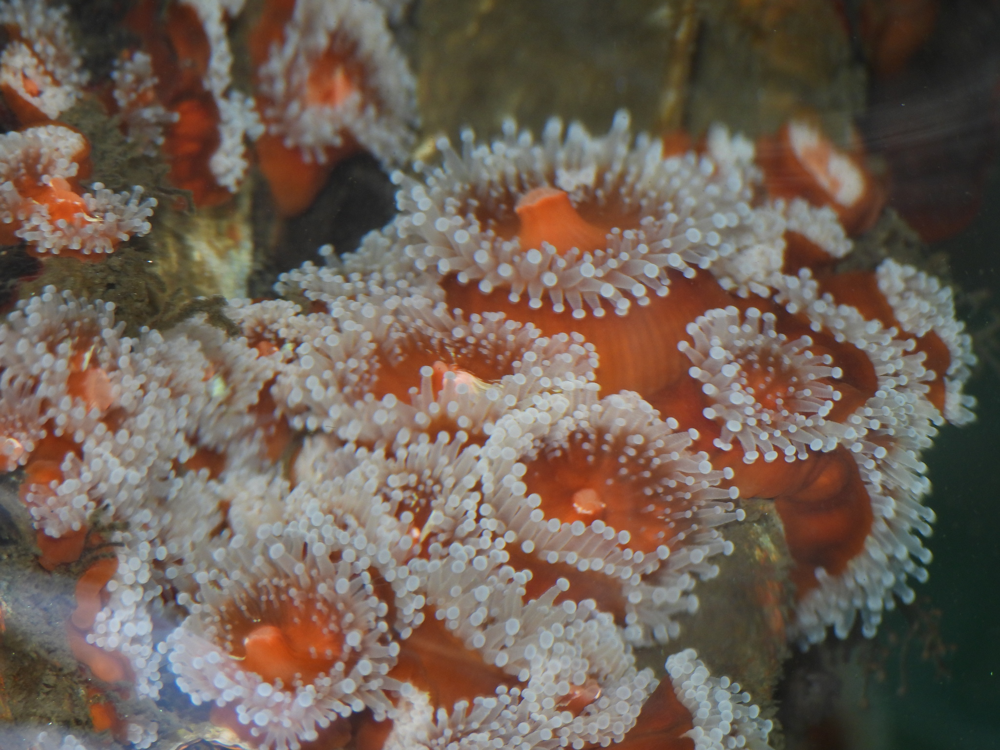 Corynactis californica Carlgren, 1936