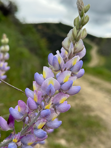 Payne's Bush Lupine (Lupinus paynei)