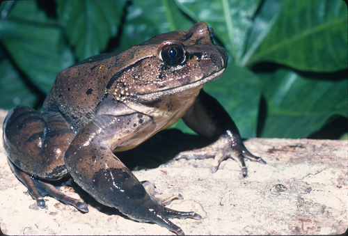 Hairy Frog