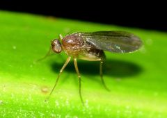 Australachalcus medius