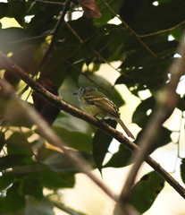 Phyllomyias plumbeiceps