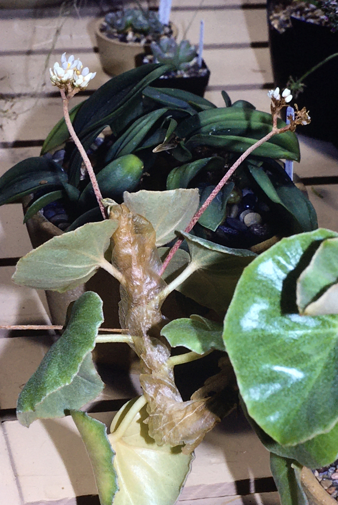 Begonia venosa
